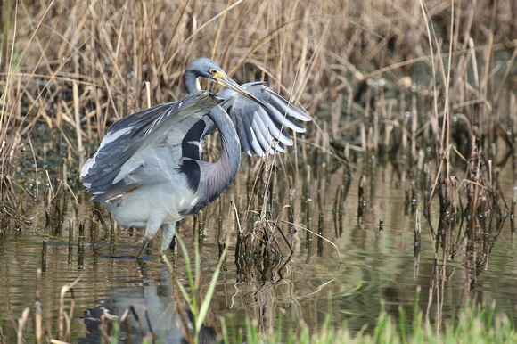 Tricolored Heron hunting in Bolivar TX.