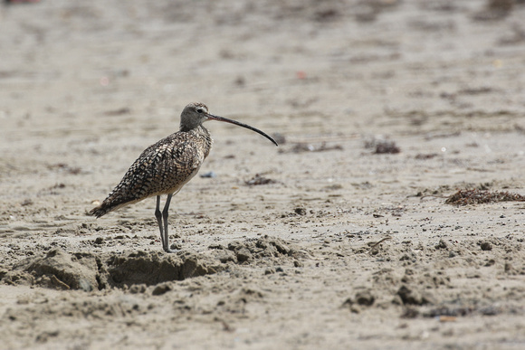 Long-Billed Curlew in Galveston TX.