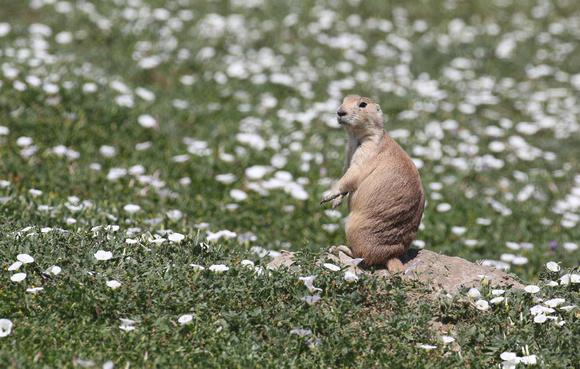 Prairie Dog at Theodore Roosevelt National Park in ND.