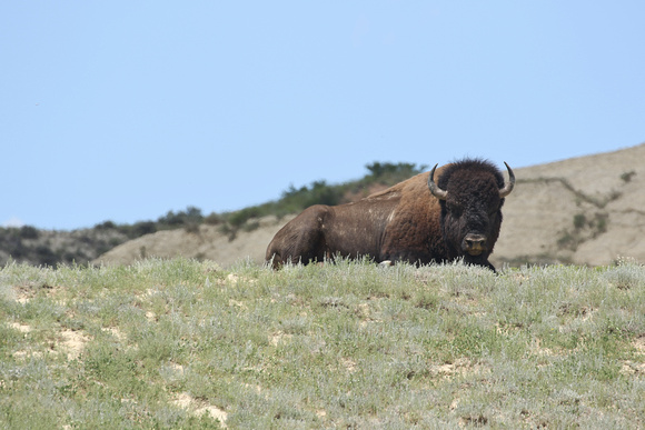 Wild Bison in Theodore Roosevelt National Park, ND.