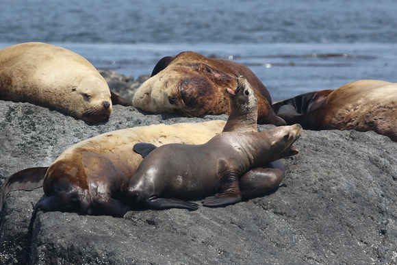 California Sea Lion spat, Race Rocks Marine Ecological Preserve in British Columbia.
