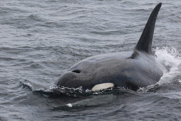 A resident Orca in the Strait of Juan de Fuca off the shores of Washington state.