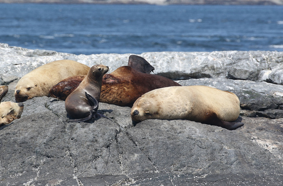 California and Steller's Sea Lions, Race Rocks Marine Ecological Preserve in British Columbia.