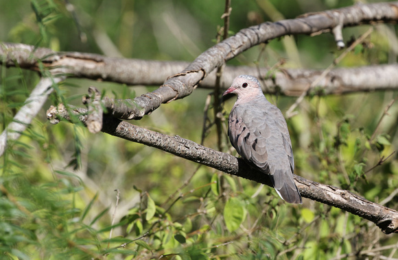 Common Ground-Dove at Laguna Atascosa NWR near Rio Hondo TX.