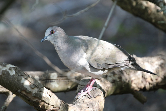 White-Tipped Dove at Laguna Atascosa NWR, Rio Hondo TX.