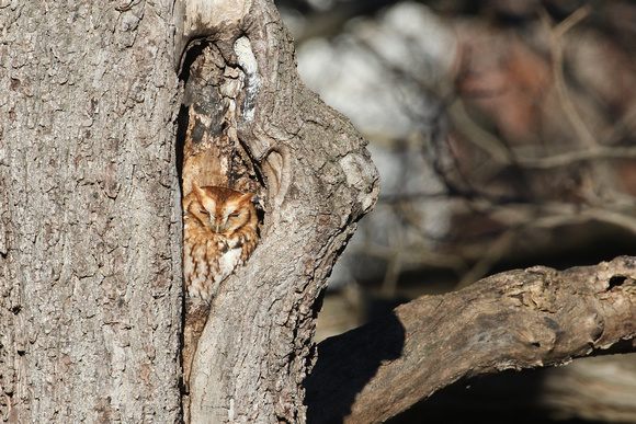 Eastern Screech Owl in Elgin IL.