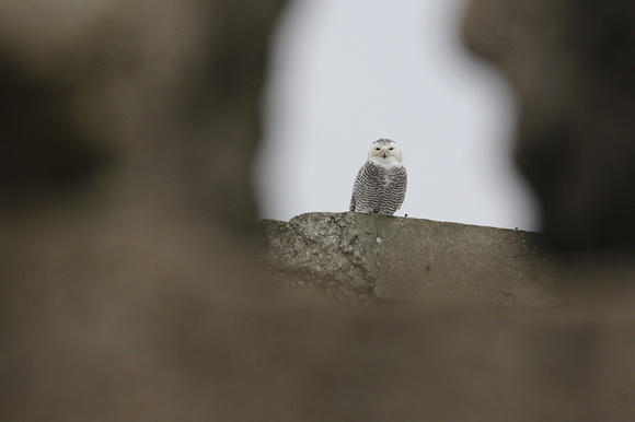 Snowy Owl in Chicago IL.