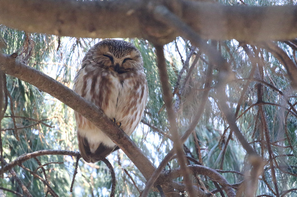 Northern Saw-Whet Owl in Lisle IL.