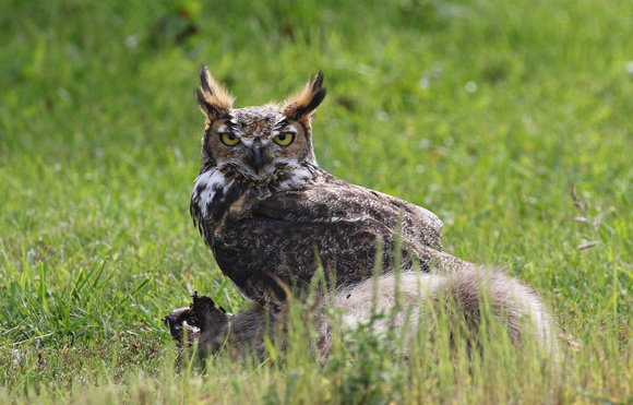Great Horned Owl on roadkill near Yorkville IL.