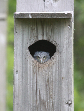 Eastern Screech Owlet, Younger Of Two, DeKalb County, IL