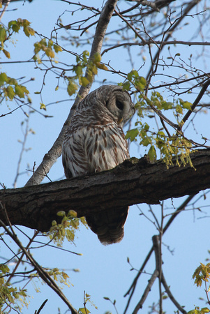 Curious Barred Owl, Elburn, IL