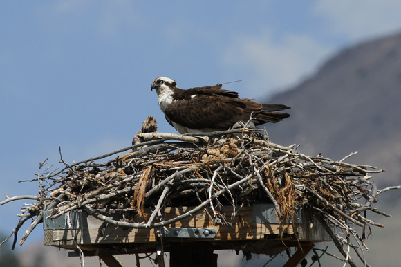 Osprey Nest, Grand Teton NP