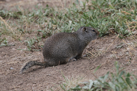 Uinta Ground Squirrel, Grand Teton NP