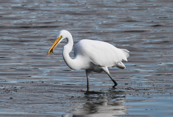 Great Egret with Dinner, St. Charles, IL