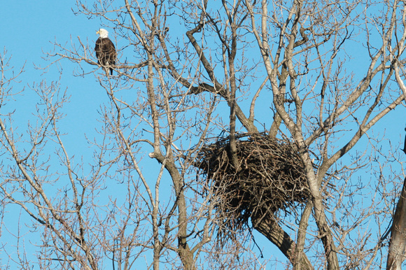 Bald Eagle and Nest, Bellevue, Iowa