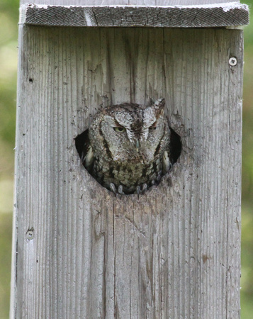 Eastern Screech Owl, DeKalb County, IL
