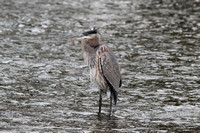 Great Chief Blue Heron of Fox River