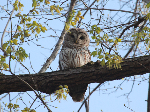 Barred Owl, Elburn, IL