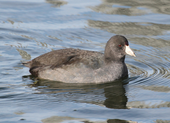 American Coot, South Pond, Chicago, IL