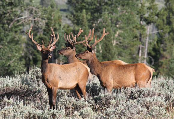 Bull Elk, Grand Teton NP