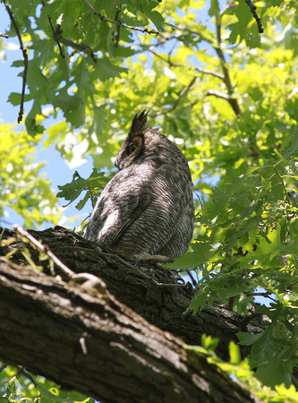 Mother Great-Horned Owl, Geneva, IL