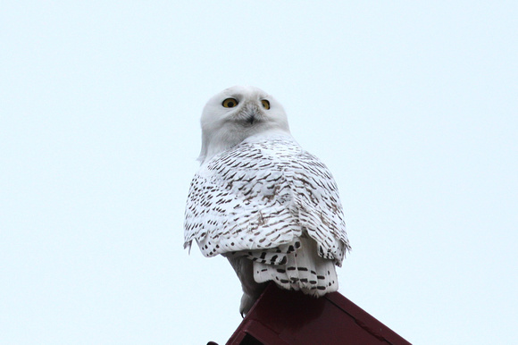 Male Snowy Owl, LaSalle County, IL