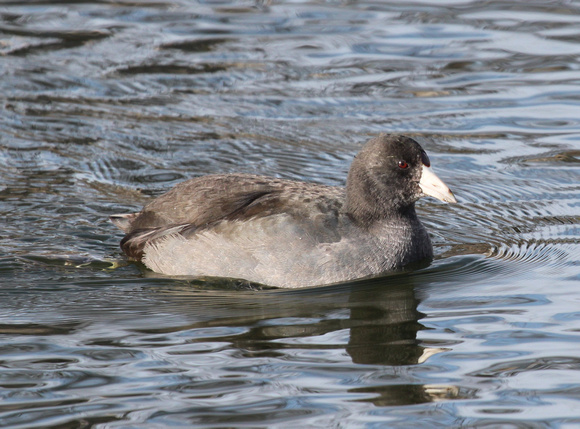 American Coot, South Pond, Chicago, IL