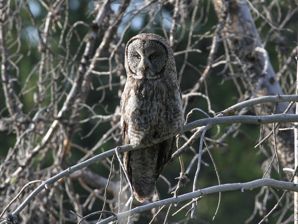 Great Grey Owl, Grand Teton NP