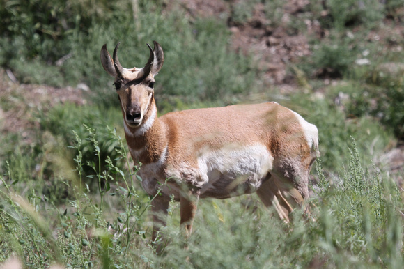 Pronghorn Antelope, Yellowstone NP
