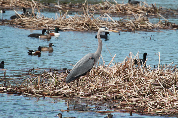 Great-Blue Heron, Fulton, IL