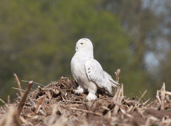 Young Male Snowy Owl, McHenry County, IL