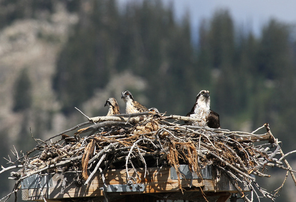 Osprey Nest, Grand Teton NP