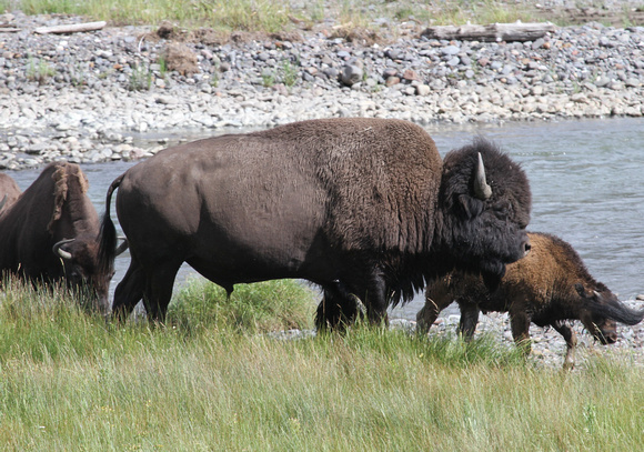 Bison, Yellowstone NP