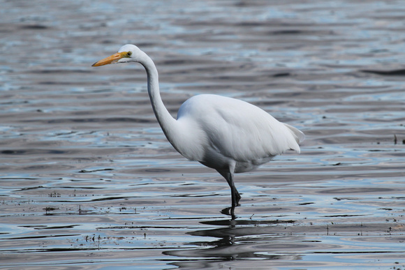 Great Egret Searching for Fish, St. Charles, IL