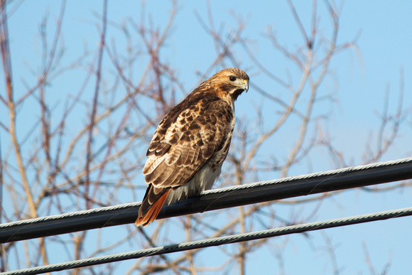 Red-Tailed Hawk, Route 47, IL
