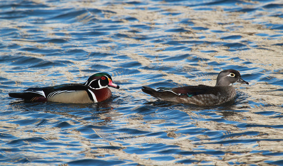 Wood duck pair, North Pond, Chicago, IL