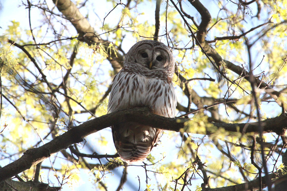 Barred Owl, Johnson's Mound, Elburn, IL