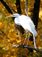 Herons, Egrets, and Other Waterbirds