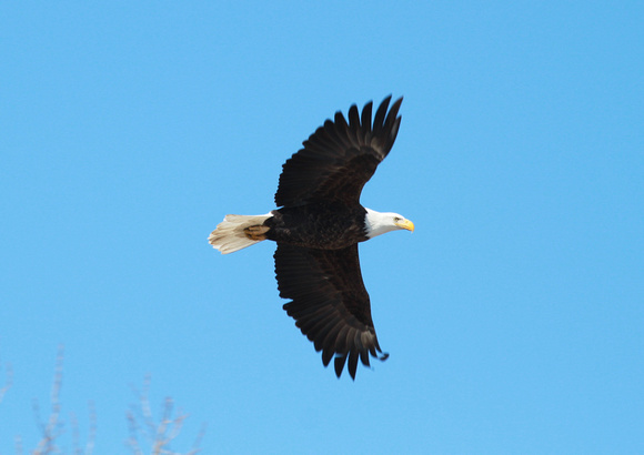 Bald Eagle, Le Claire, Iowa