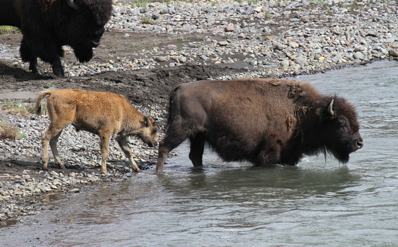 Bison With Calf, Yellowstone NP