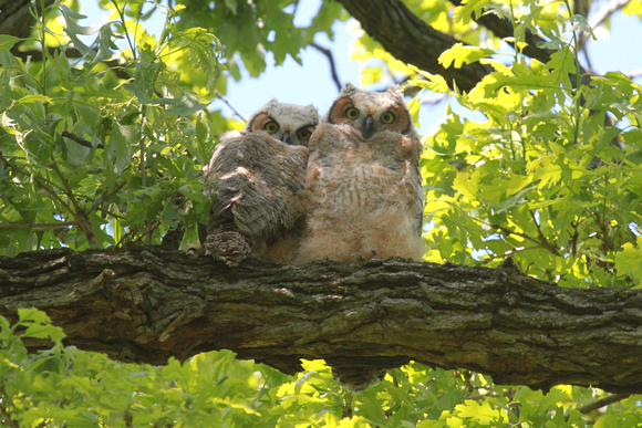Great-Horned Owlets, Geneva, IL