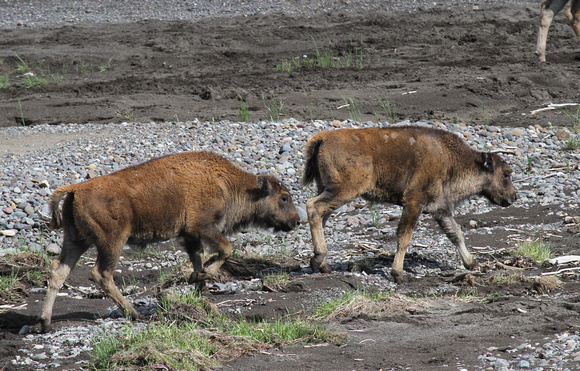 Bison Calves, Yellowstone NP