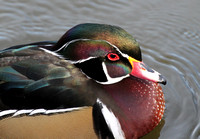 Colorful Wood Duck Drake, North Pond, Chicago, IL