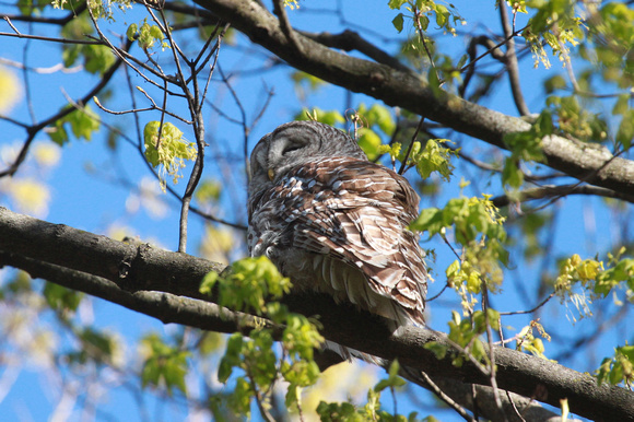 Barred Owl Sleeping, Kane County, IL