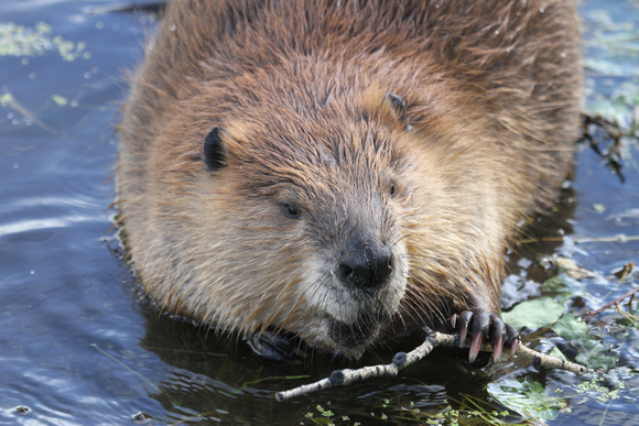 Beaver, Grand Teton NP
