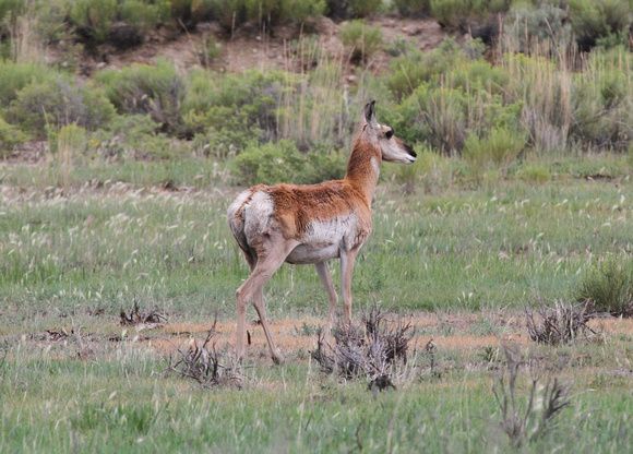 Pronghorn Antelope, Off Of I-80