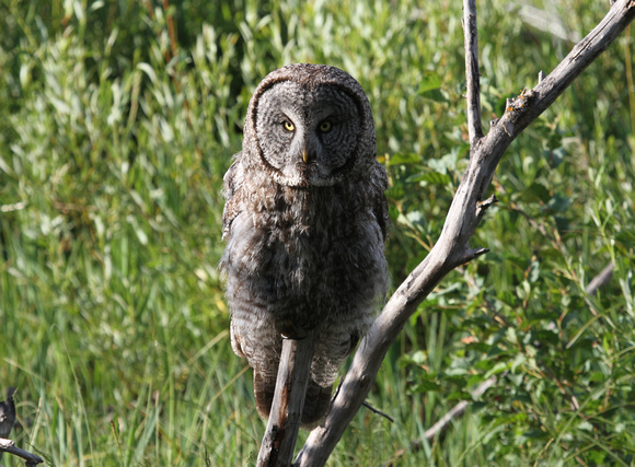 Great Grey Owl, Grand Teton NP